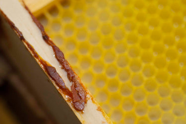 Miel biologique Propolis Miel de la Garde
